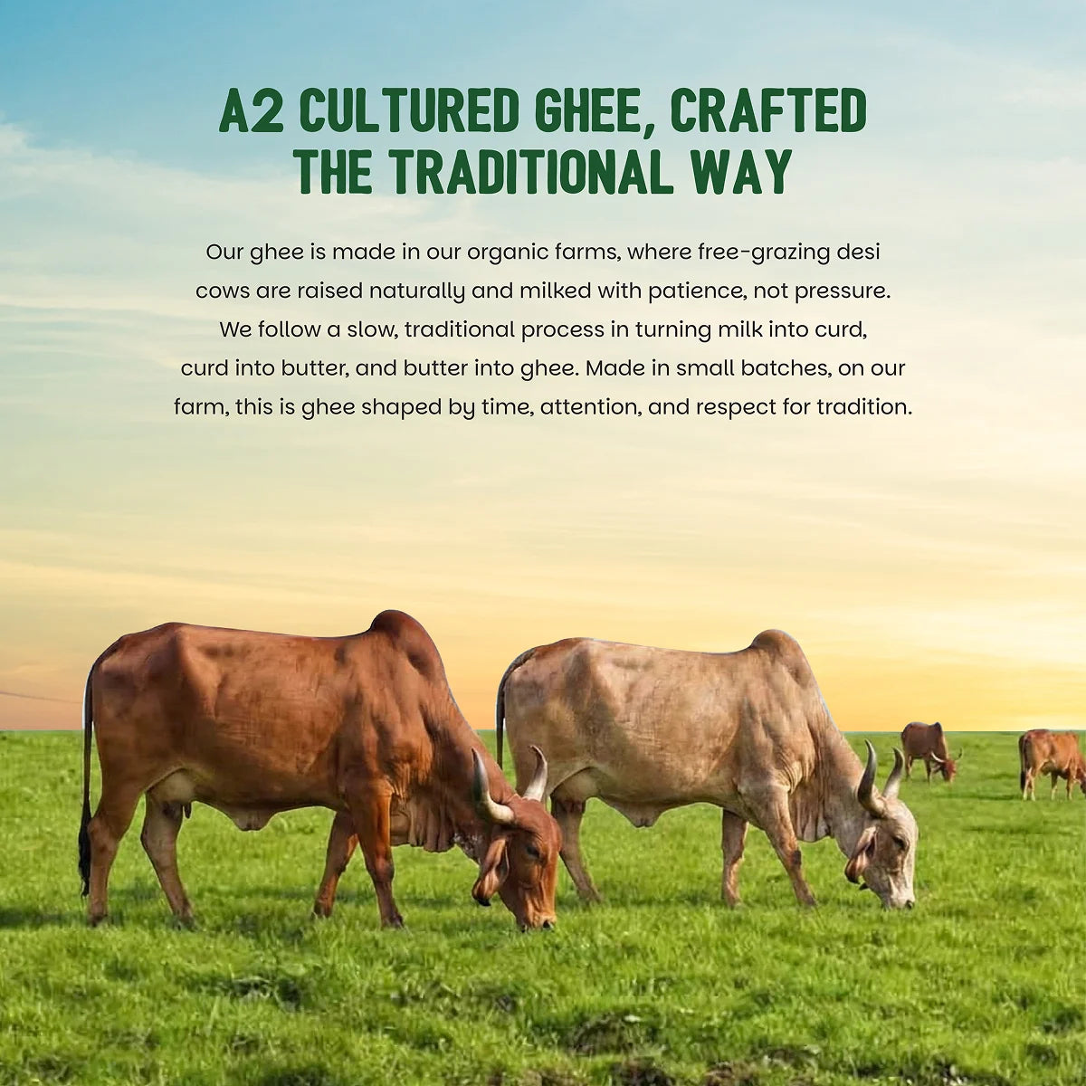 A2 Cow Ghee
