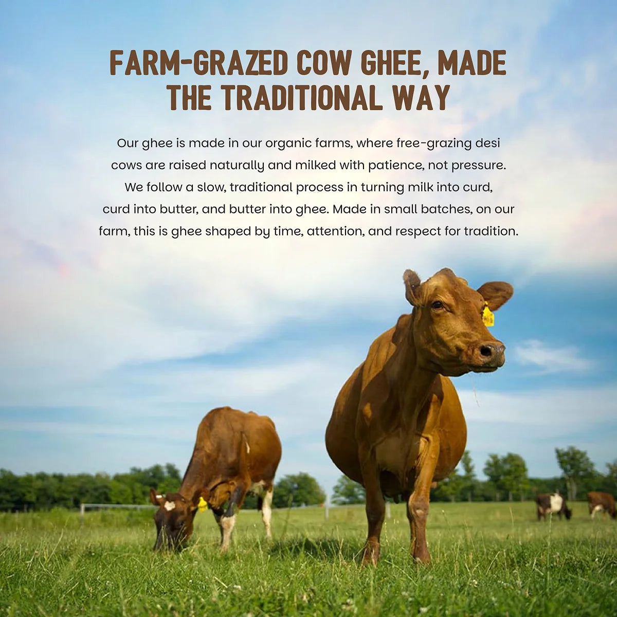 Organic Cow Ghee