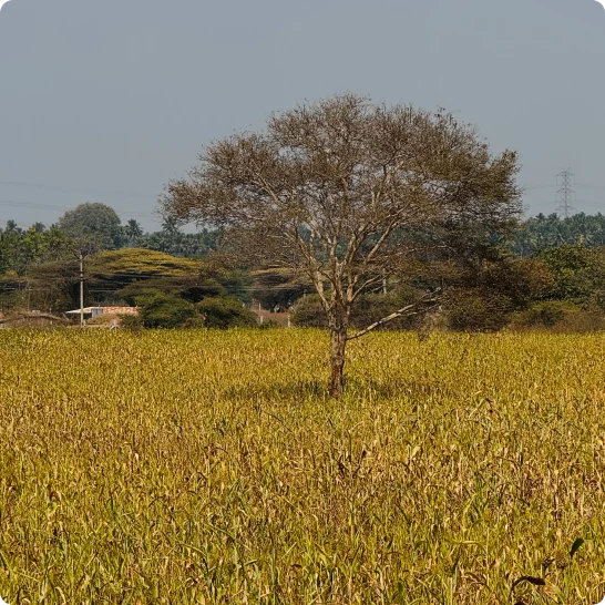korakkarfarms