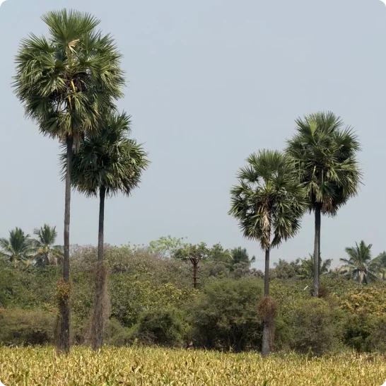korakkarfarms
